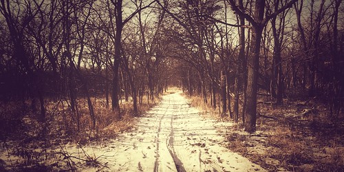 trees path nature anamorphic iphone7plus iphoneography iphone snow woods project365