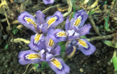 Iris lacustris - Iridaceae | by Kerry D Woods