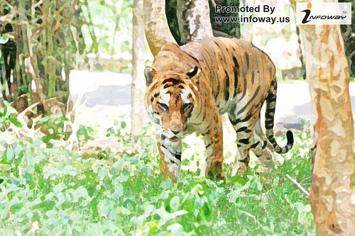 Bengal Tiger in Bangalore | by Infoway LLC - Website Development Company