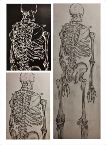 Observing Skeleton Observation Drawing (368x500) | A skeleton! Also included an… | Flickr