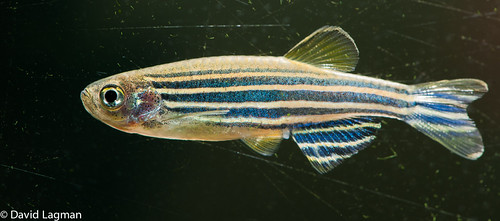 Danio rerio | by David Lagman