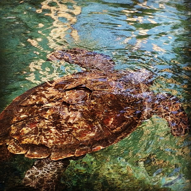 Swimming turtle close up