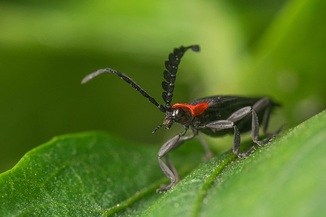 Net-Winged beetle