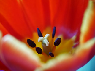 Tulip  [Explored]  Feb 22, 2015 | by Chenyueling