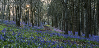 The path through the Bluebell Wood