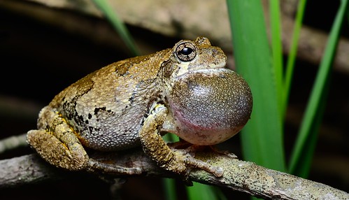 Gray Tree Frog calling | by nikomelos