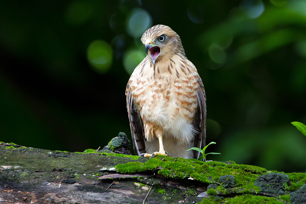 Roadside Hawk (Rupornis magnirostris), juvenile