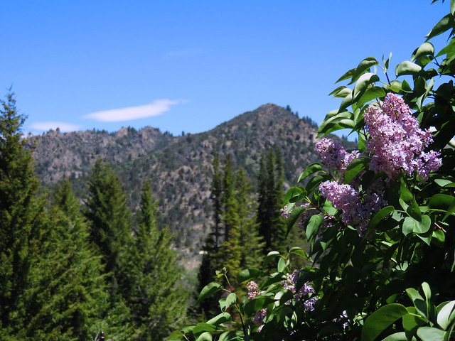 Mountain Lilacs