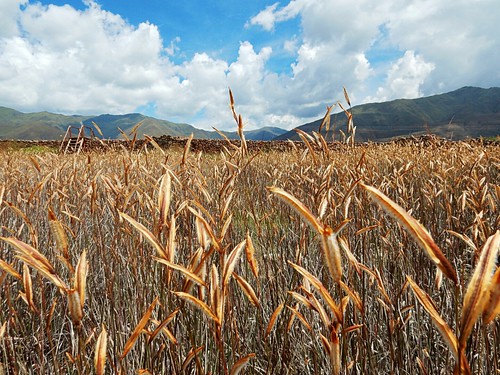 travel peru landscape wheat pacoalfonsocom