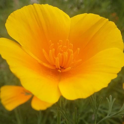 Hello  #yellow  #flower  shot with my #lgg3  in  #socialgarden  #redoute1 | by windu92600