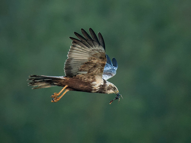 Marsh Harrier with Coot chick