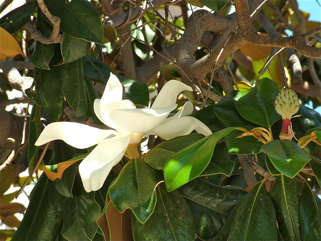 una Magnolia per Margherita