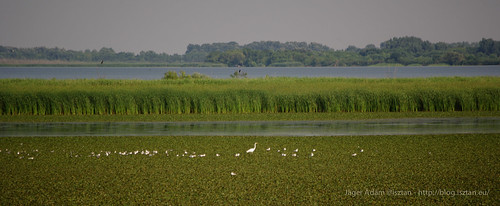 lake nature water birds landscape naturephotography tiszató absolutelystunningscapes flickrandroidapp:filter=none madarakalföldporoszlótiszatónaturenaturephotographyphotographytermészetfotókészakalföldújlőrincfalvahevescountyhungary