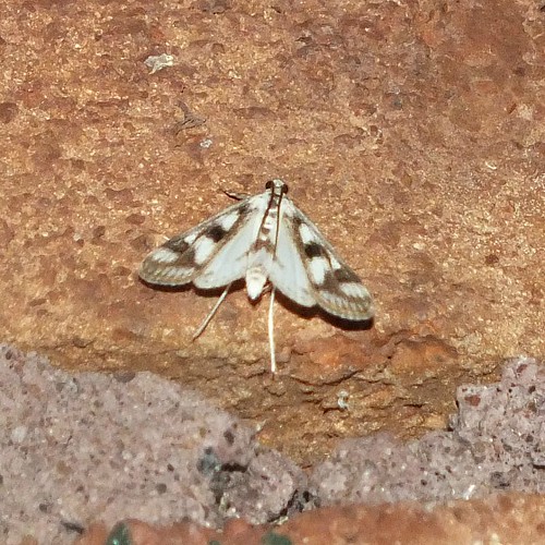 4759 - polymorphic pondweed moth - Parapoynx maculalis | by phil_walker