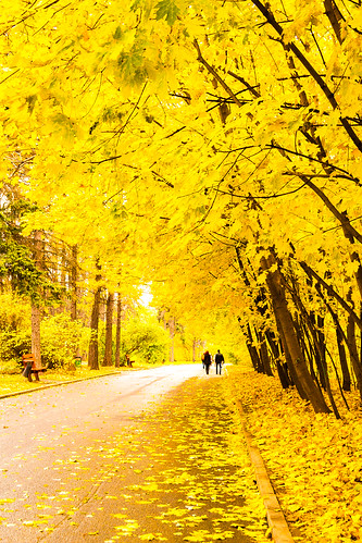 autumn nature yellow october foliage leafs