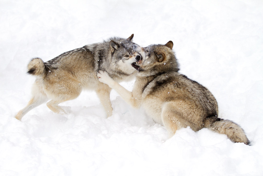 Cain and Able - Canadian Timber Wolf | Timber Wolves, fallin… | Flickr