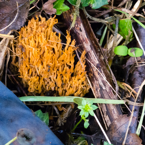 Orange-coloured coral fungus
