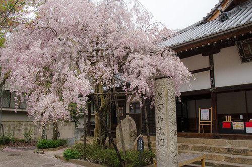 mountain nature japan trekking landscape temple japanese spring nikon shrine outdoor hiking traditional mountainclimbing kobe mountaineering 日本 六甲 自然 山 神社 寺 jinja 風景 arima 神戸 春 mountaintrail 伝統 兵庫県 六甲山 ハイキング 登山 トレッキング 有馬 有馬温泉 寺社 rokkou 神戸市 rokkousan 春山 d7000