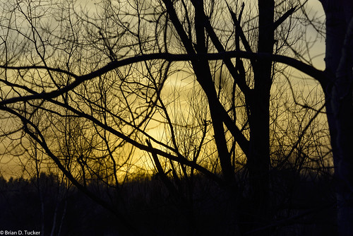 trees sunset ontario canada silhouette evening greenwood ajax eveninglight d600 greenwoodconservationarea briandtucker