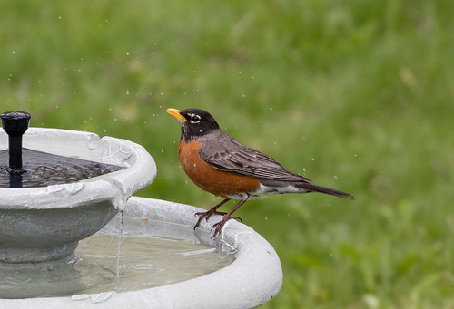 American Robin at my bird bath