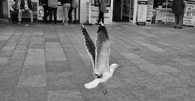 Low flying seagull