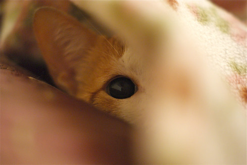 Peek-a-boo | by apricot's