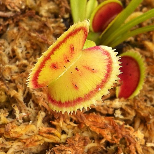 Dm sawtooth | by dimsnursery 33