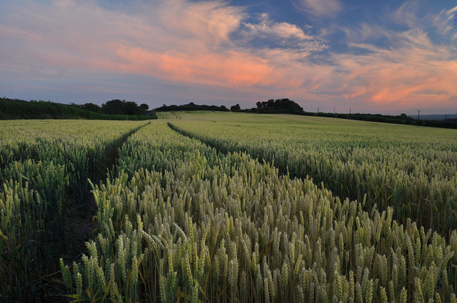 Barley Field (EXPLORED)