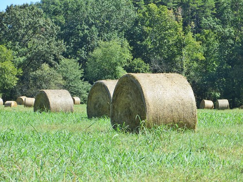 field grass hay