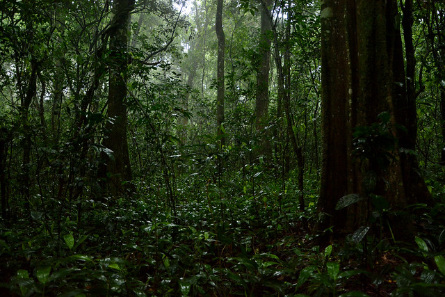 Kibale forest after rain, Uganda
