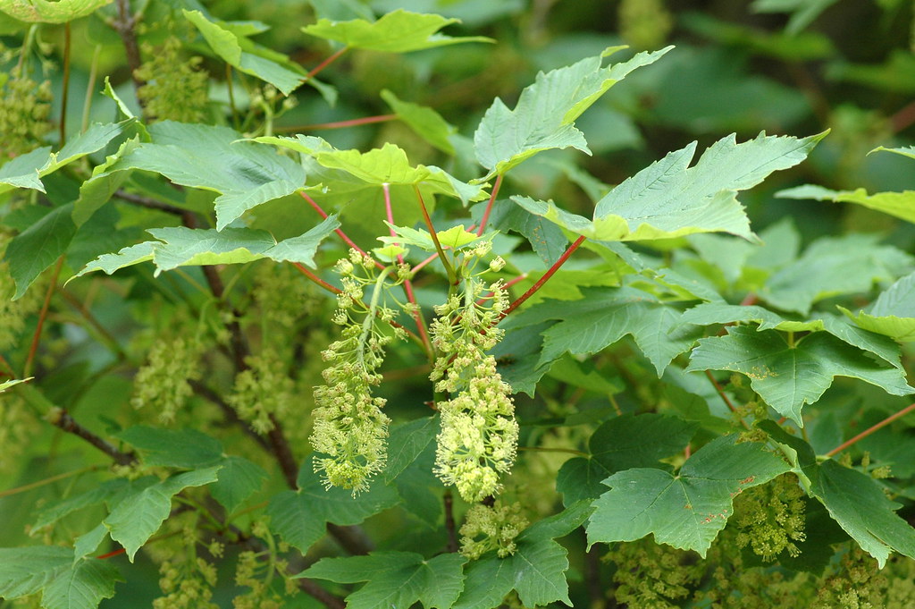 Acer pseudoplatanus (Sycamore maple / Gewone esdoorn)
