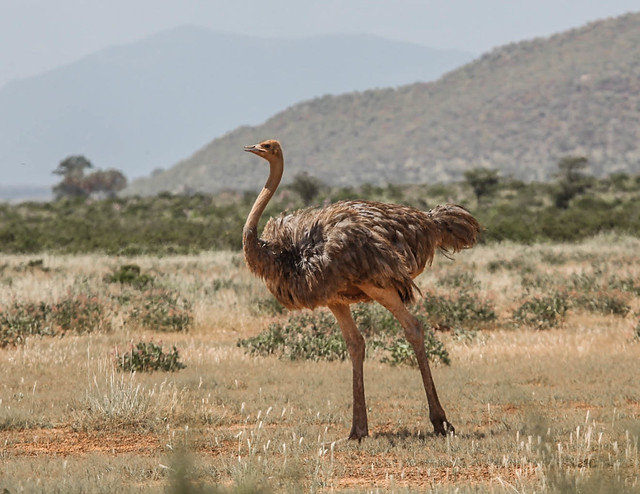 größten Vögel der Welt - Somalistrauß