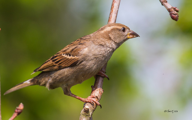 Sparrow-6513