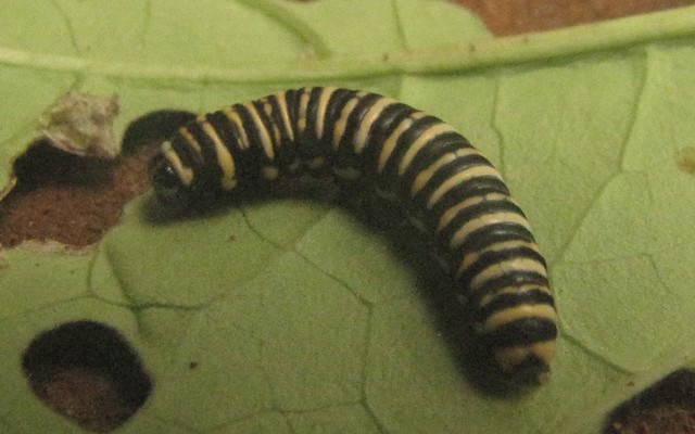 Unidentified Caterpillar (70)