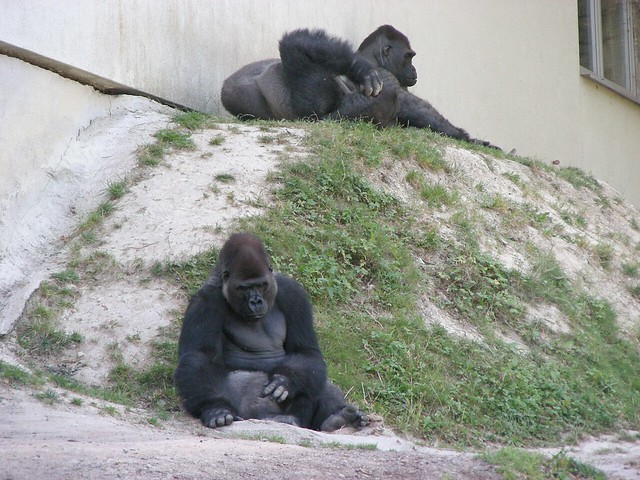 Zoo Schmiding: Gorillas 01