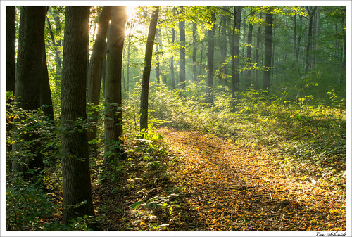 autumn nature forest 35mm herbst natur mm 35 wald schlotheim afsdxnikkor35mmf18g