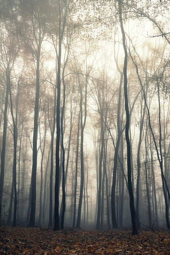 autumn trees winter mist tree fog forest woods day nebel tag herbst wald bäume solingen pwaccepted