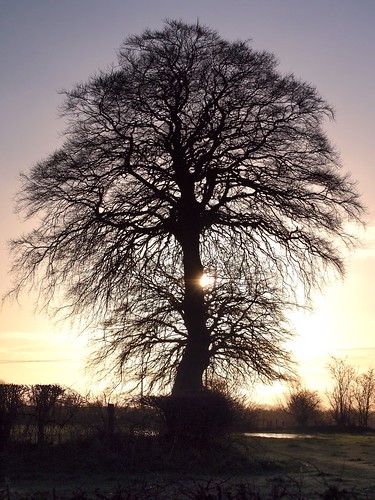 sky sun tree northernireland ballymena ulster antrim ahoghill