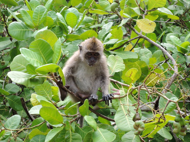 Macaque, Koh Tarutao, Thailand