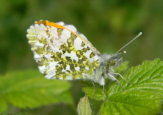 Orange tip butterfly(male)