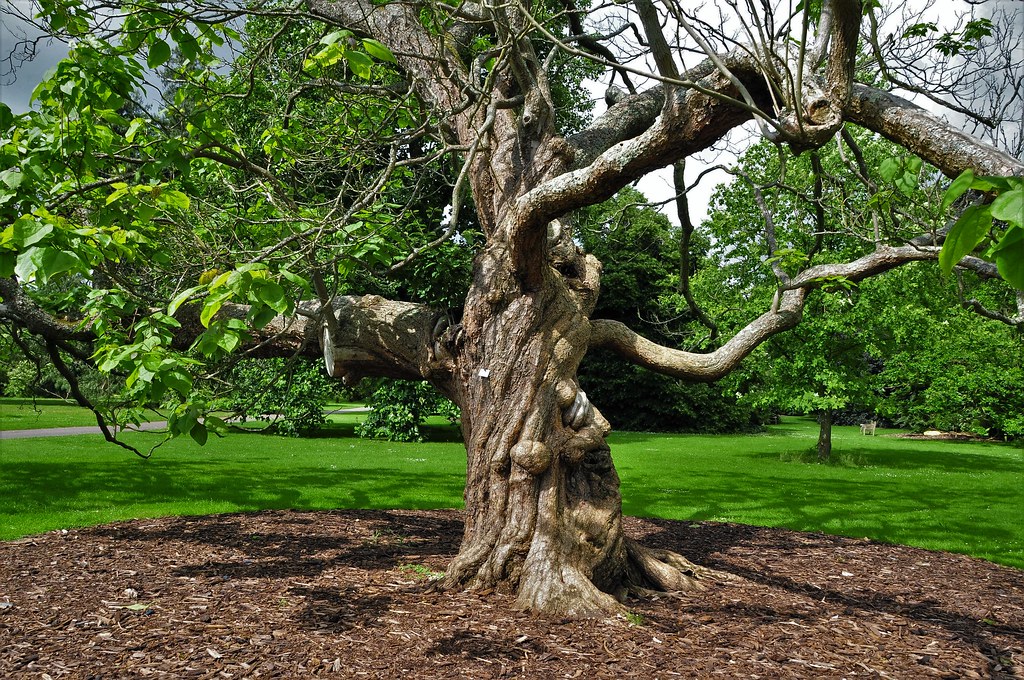 Indian Bean Tree (Catalpa bignoniodes) South East USA