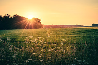Sunset in the Fields