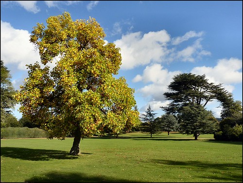 uk trees england gardens nt lincolnshire abc nationaltrust belton beltonhouse