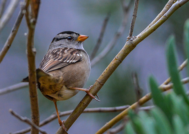 White Crowned Sparrow Waiting Its Turn