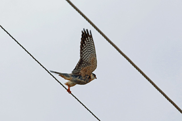 Red-footed Falcon, Sakania, DRC