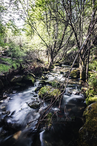 EL BOSQUE DEL TEJEDELO by penn84^^,