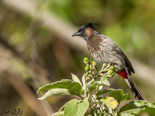 Red Vented Bulbul | by Zahran CR