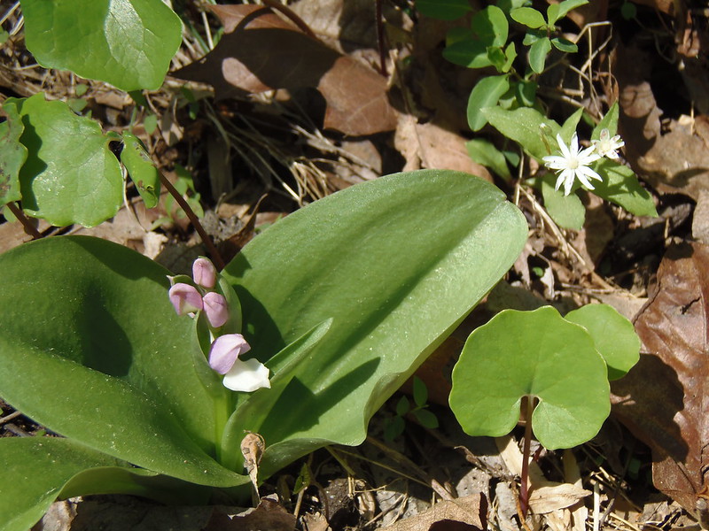 Showy Orchis, Howard County, 5-4-14