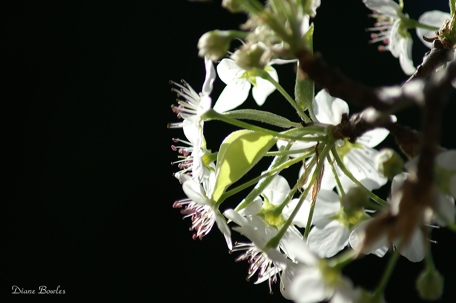 Tree Flowwrs Flowering trees | Flickr