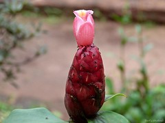 Costus Spiralis - Cana-do-Brejo